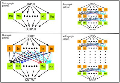 Cross-Frequency Coupling in Descending Motor Pathways: Theory and Simulation